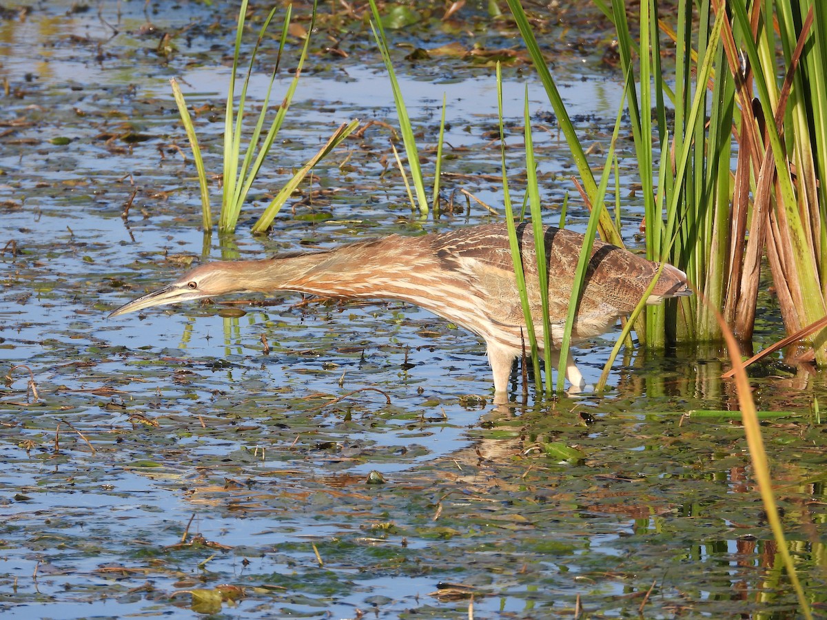 American Bittern - ML643496871