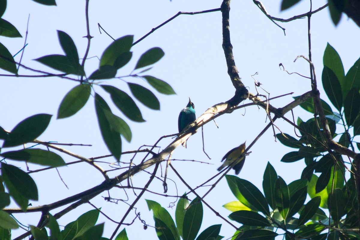 Green Honeycreeper - ML643496877