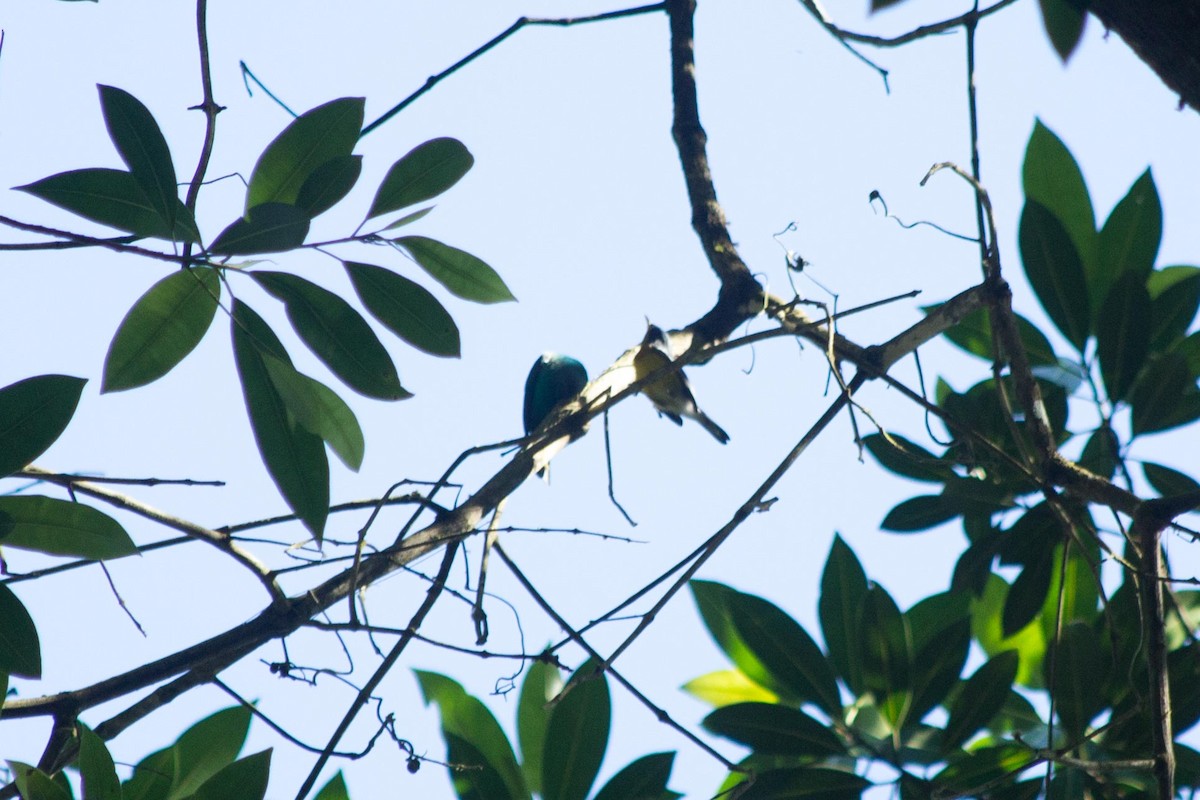 Tropical Parula - ML643496888