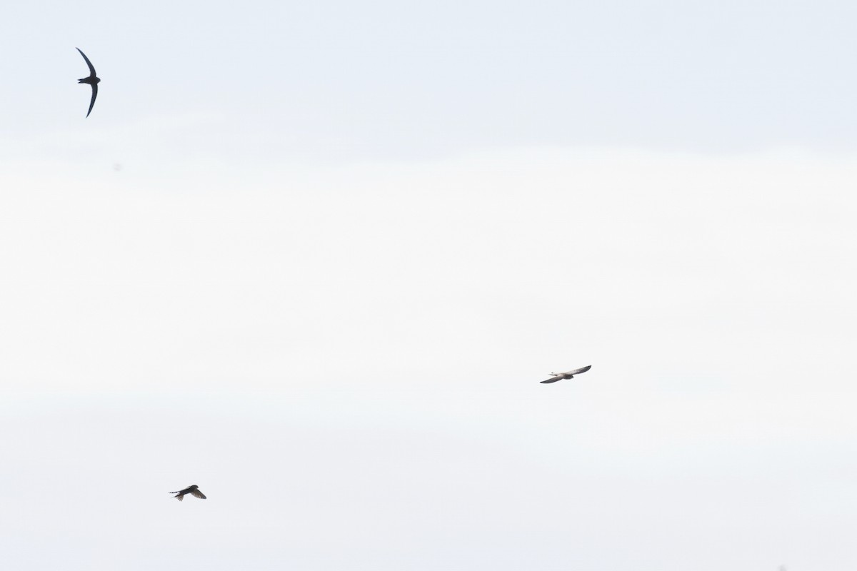 Common Swift - ML643496895