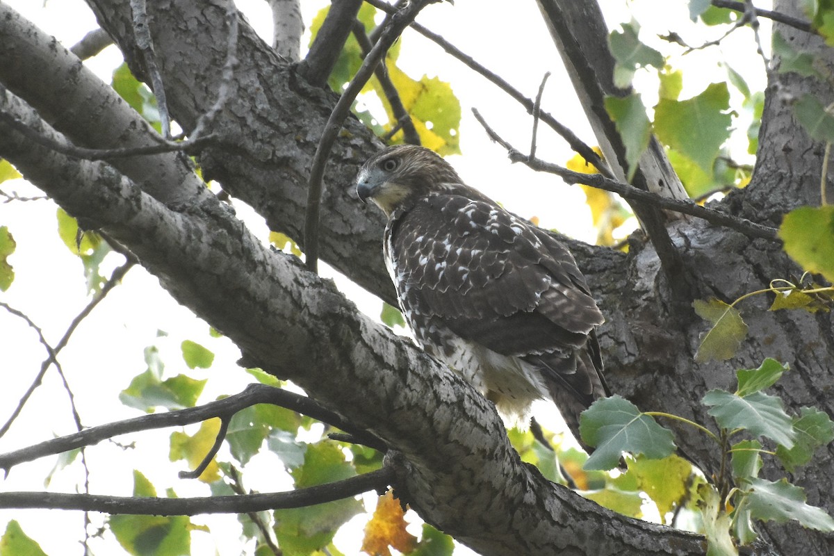 Red-tailed Hawk - ML643496896