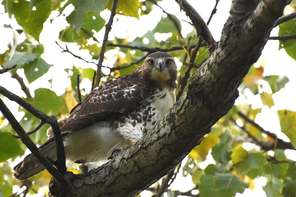 Red-tailed Hawk - ML643496908