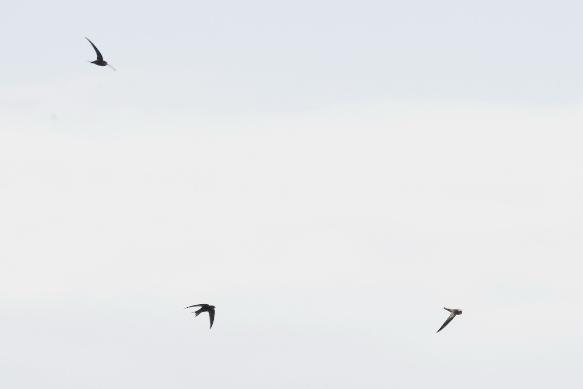 Common Swift - ML643496910