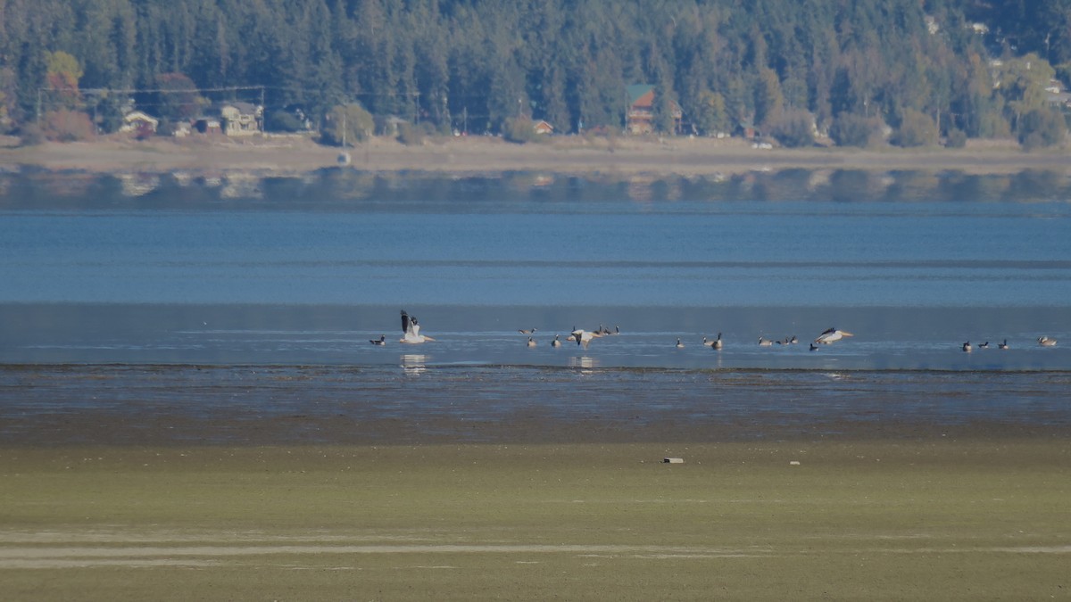 American White Pelican - ML643496920