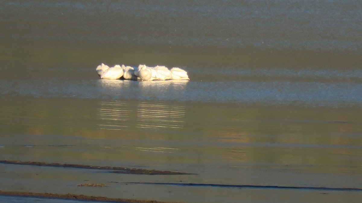 American White Pelican - ML643496921