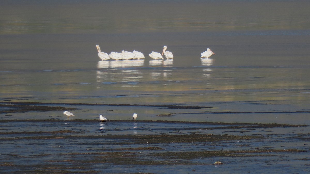 American White Pelican - ML643496922