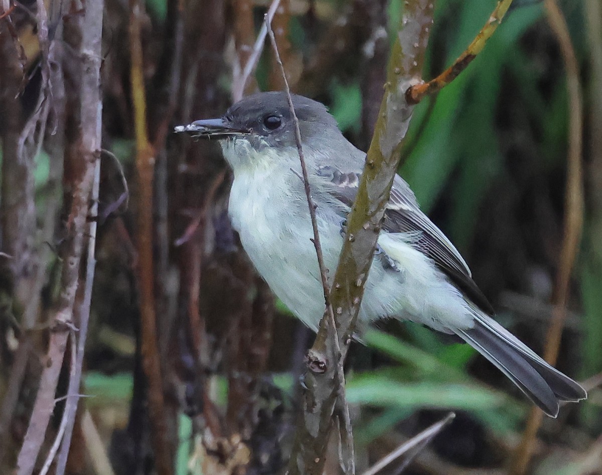 Eastern Phoebe - ML643496938