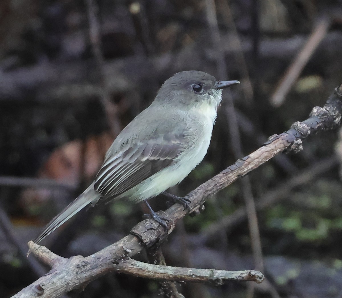 Eastern Phoebe - ML643496939