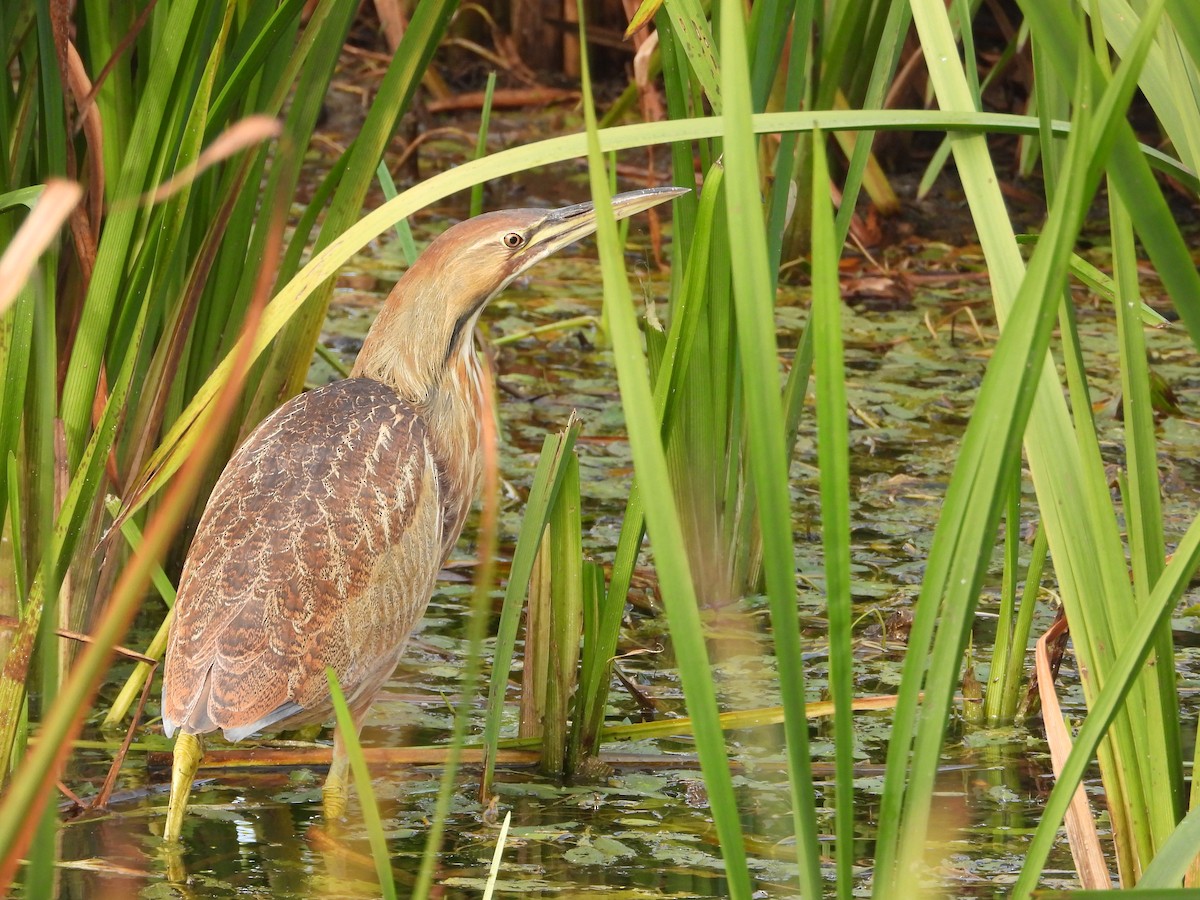 American Bittern - ML643496942