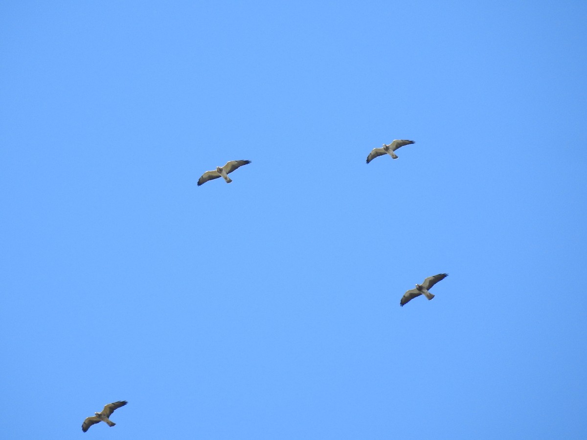 Swainson's Hawk - ML643496994