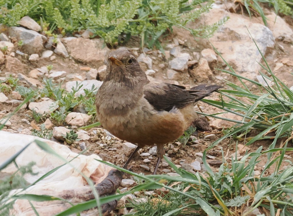 White-backed Thrush - ML643497001
