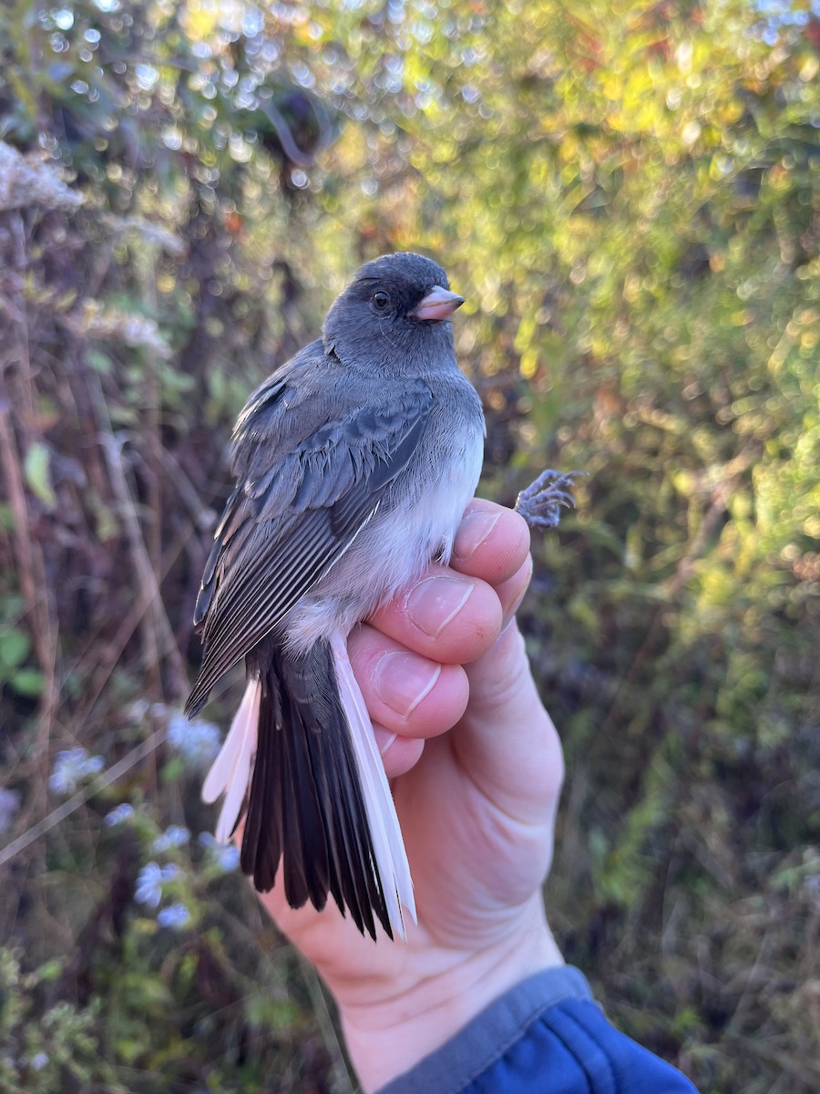 Junco ardoisé - ML643497005