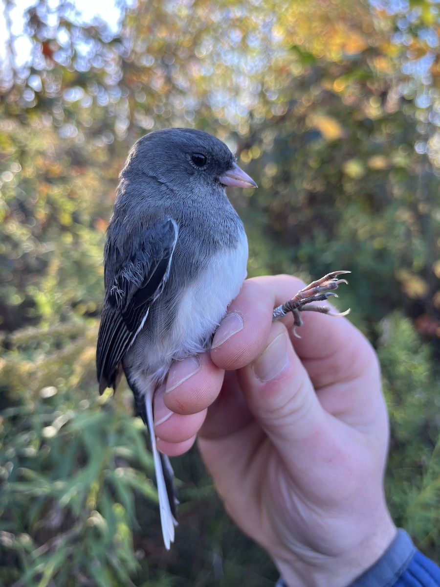 Junco ardoisé - ML643497006