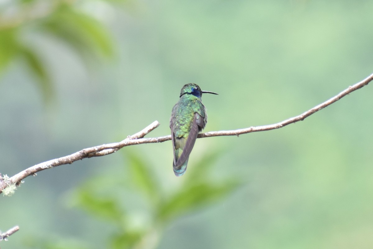 ヒメミドリハチドリ - ML643497008