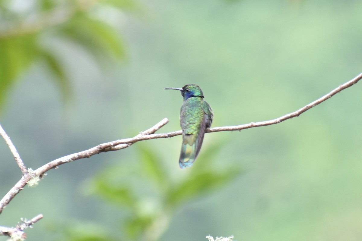 ヒメミドリハチドリ - ML643497009