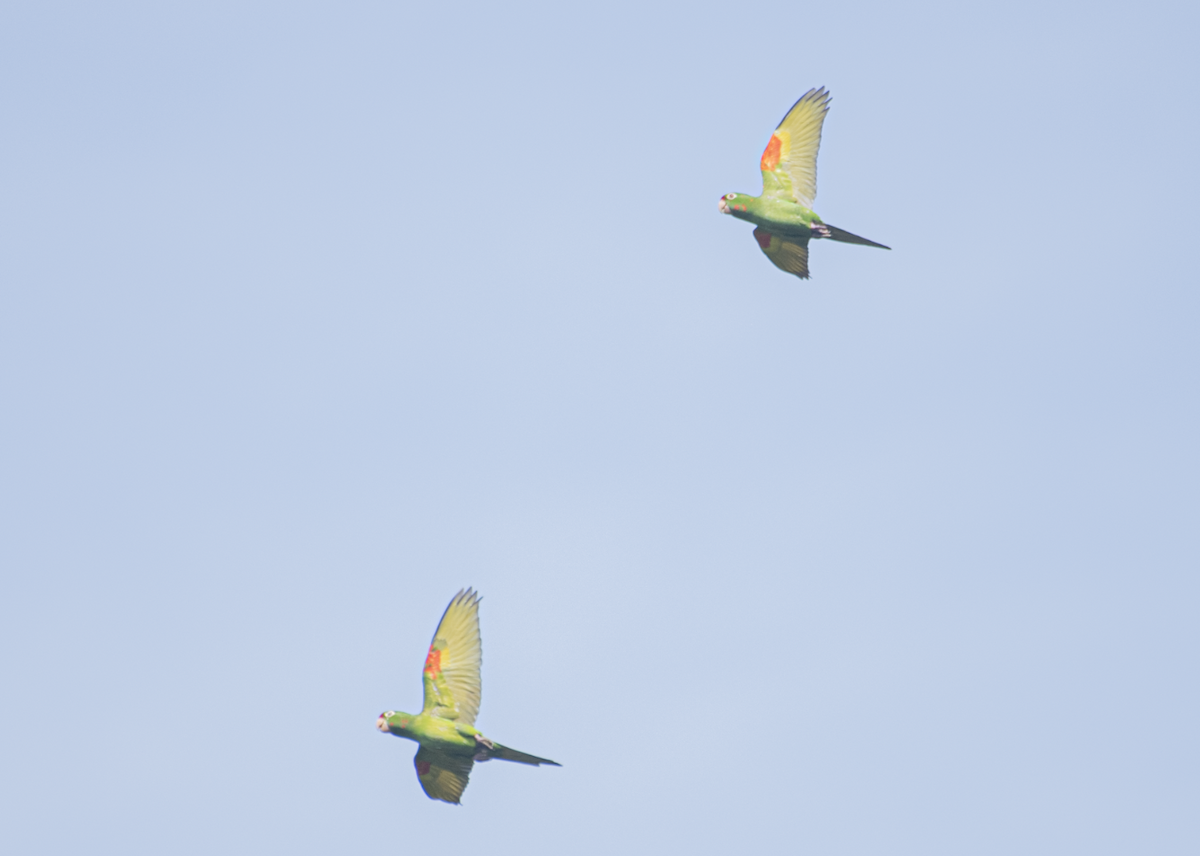 Crimson-fronted Parakeet - ML643497010