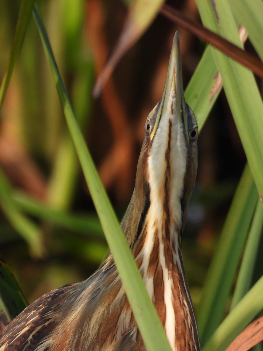 American Bittern - ML643497029