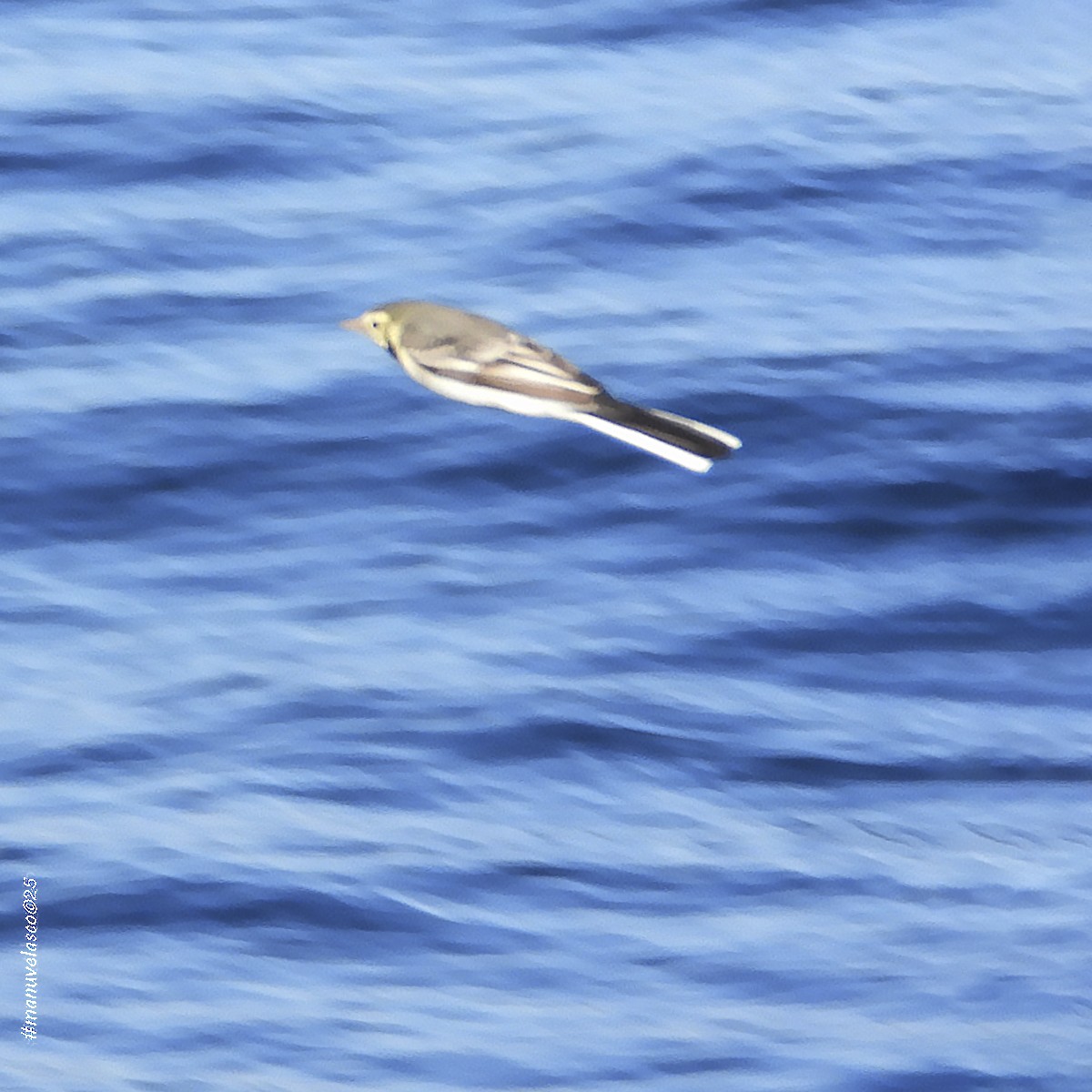Lavandera Blanca (blanca euroasiática) - ML643497040