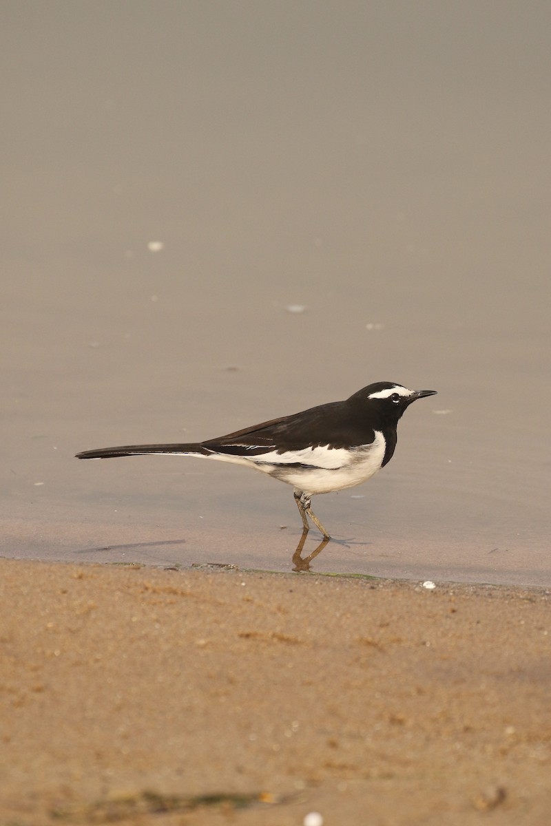 White-browed Wagtail - ML643497048