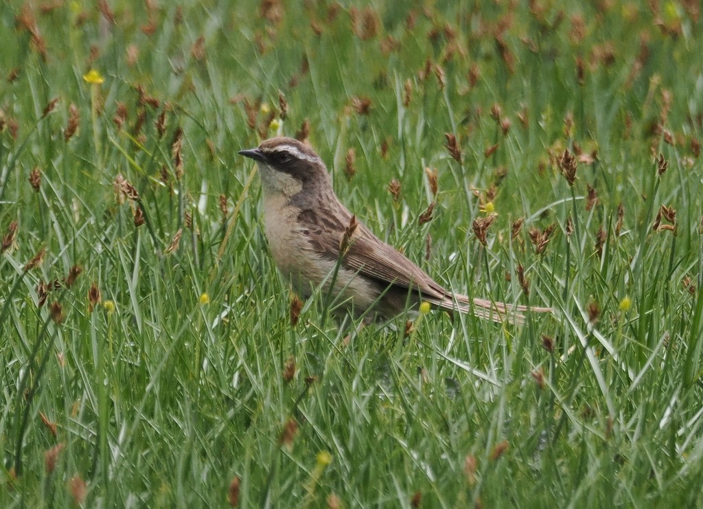 pěvuška hnědavá - ML643497049