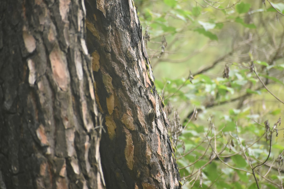 Bar-tailed Treecreeper - ML643497050