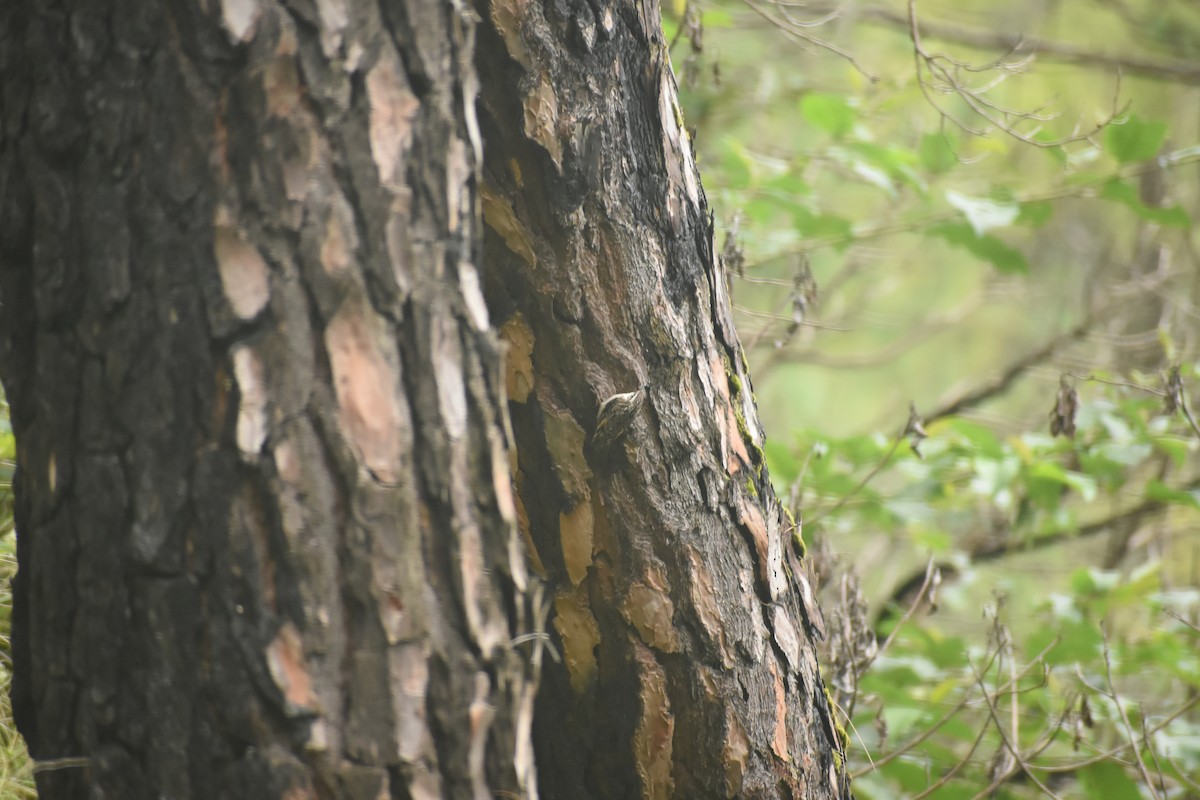 Bar-tailed Treecreeper - ML643497051
