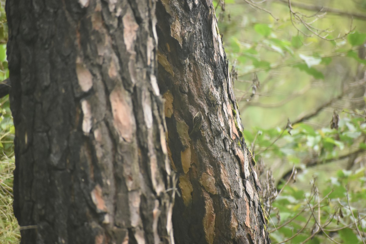 Bar-tailed Treecreeper - ML643497052