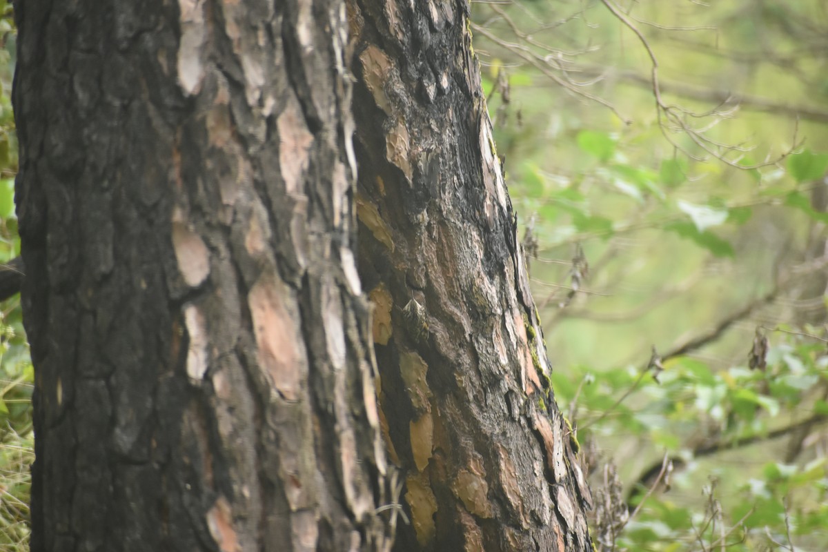 Bar-tailed Treecreeper - ML643497053