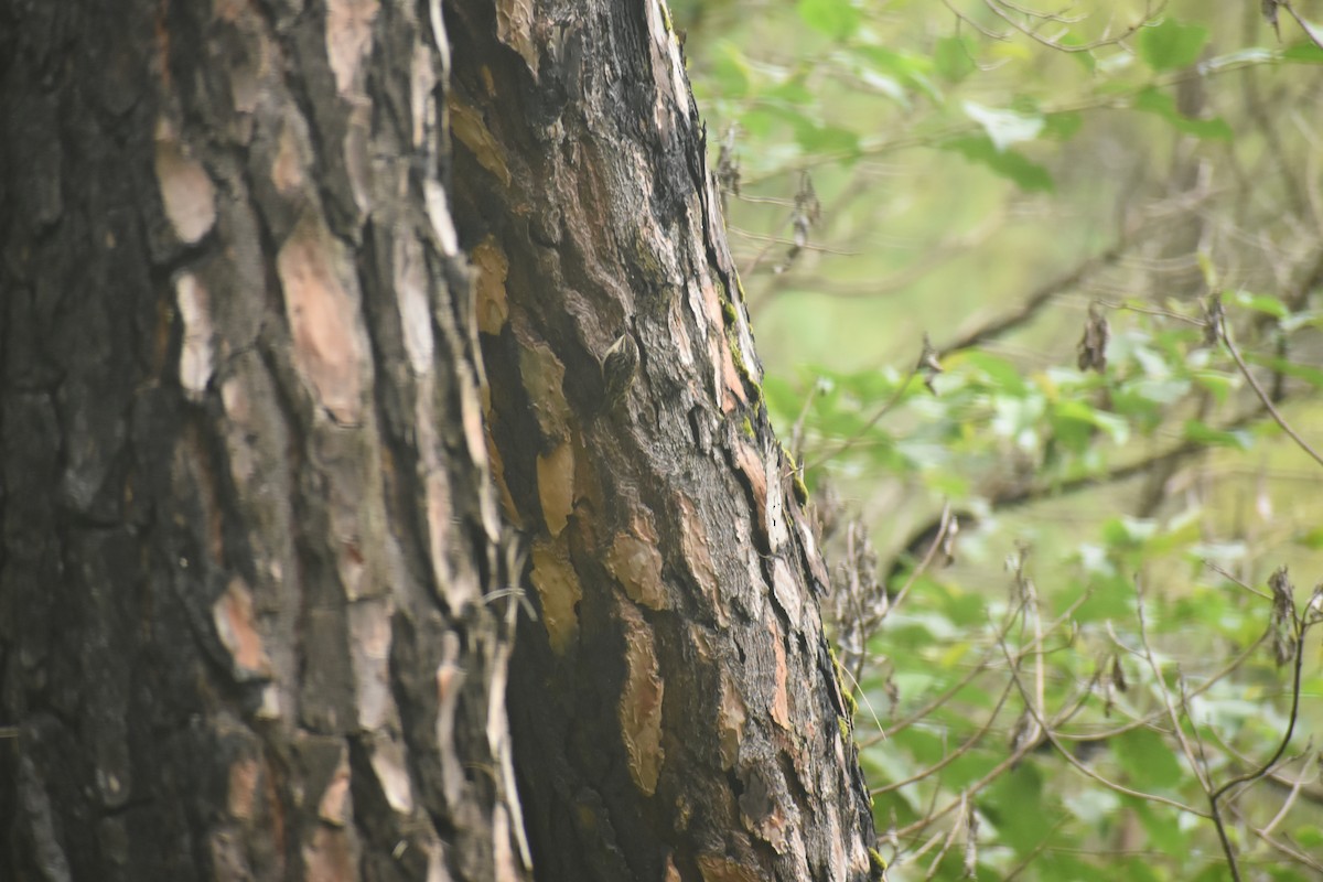 Bar-tailed Treecreeper - ML643497054