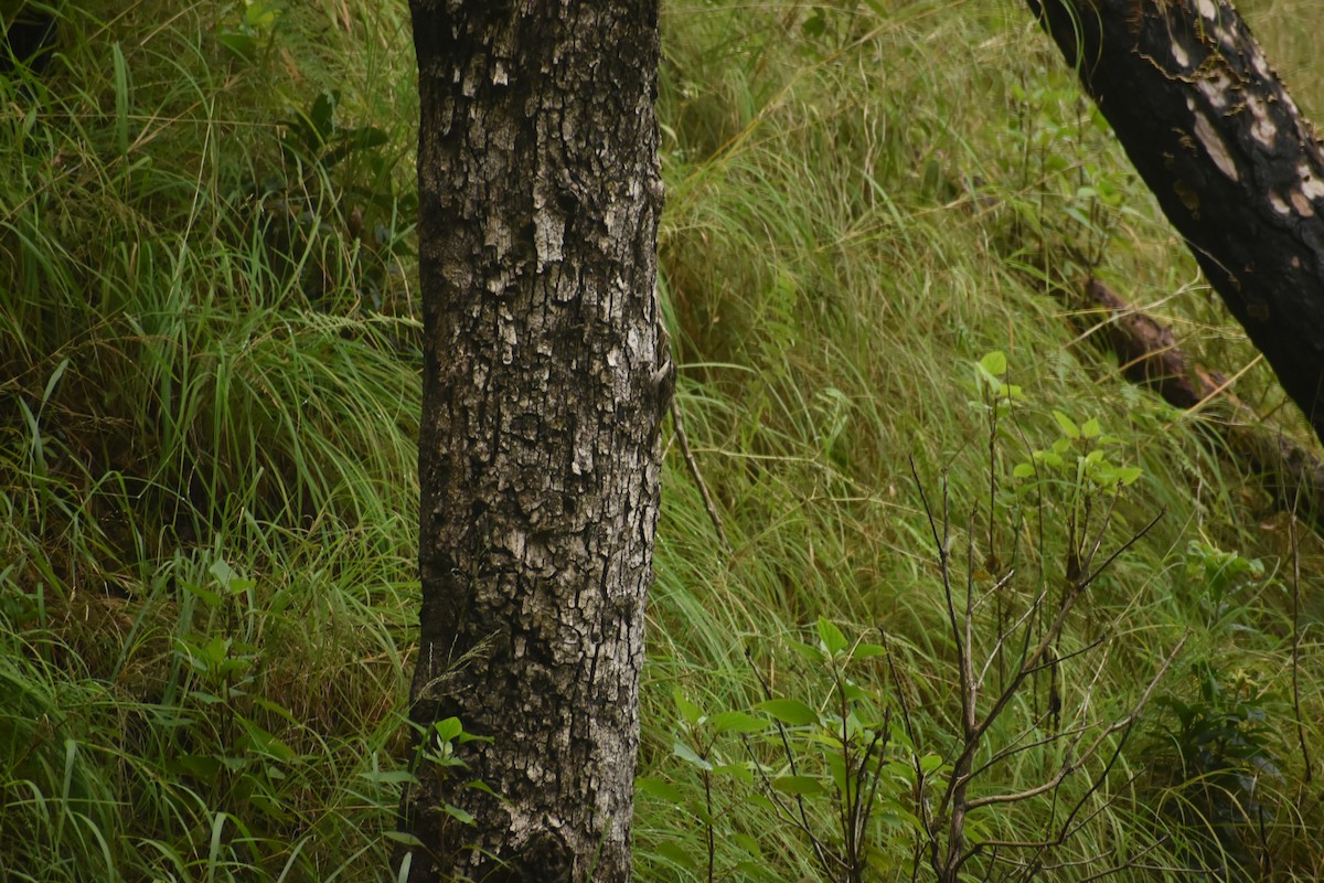 Bar-tailed Treecreeper - ML643497055