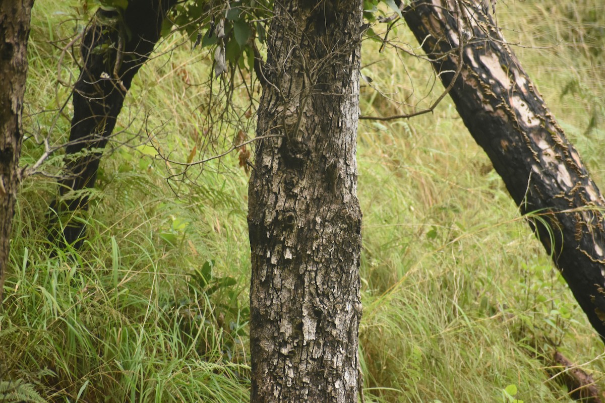 Bar-tailed Treecreeper - ML643497056