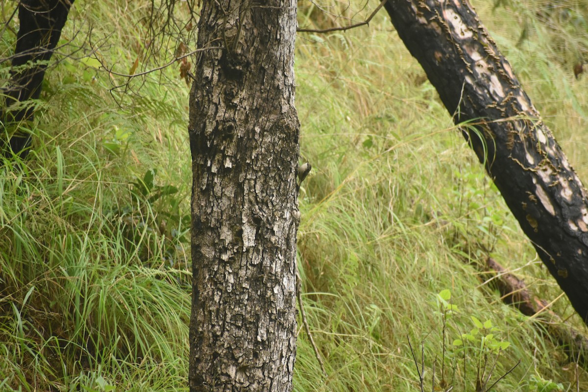 Bar-tailed Treecreeper - ML643497057