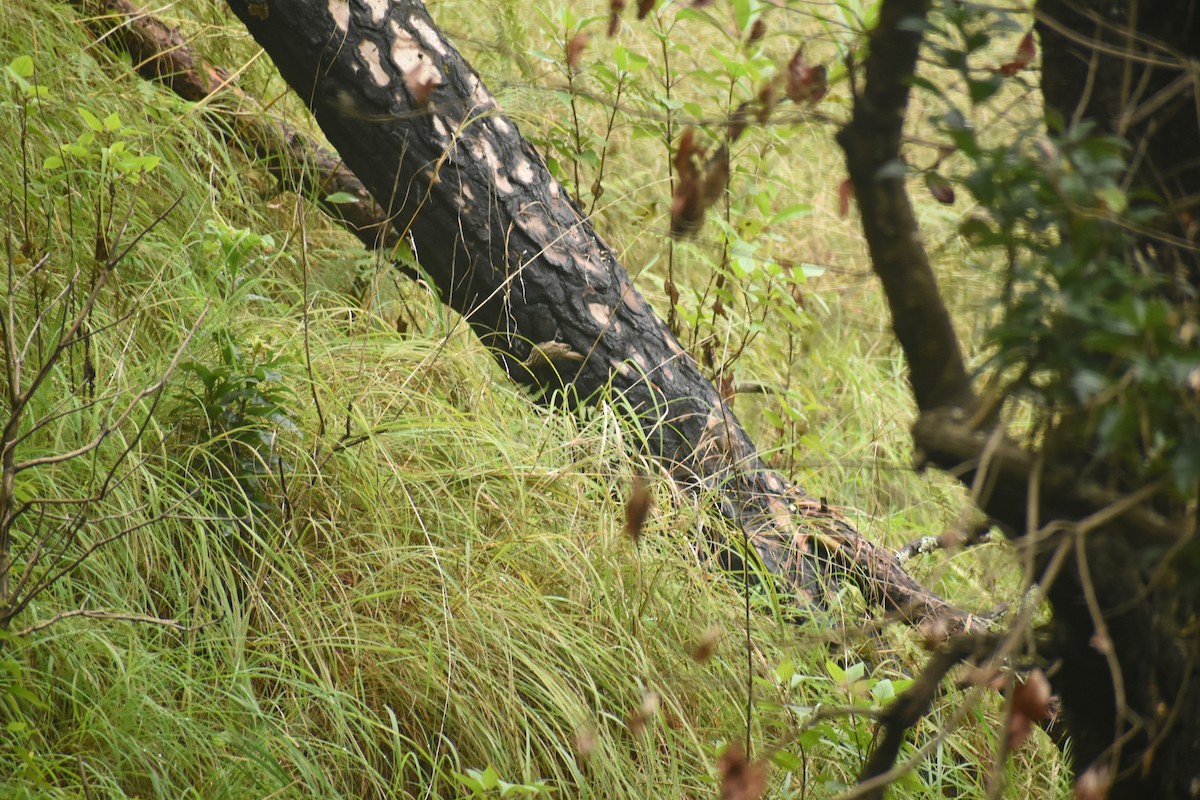 Bar-tailed Treecreeper - ML643497058