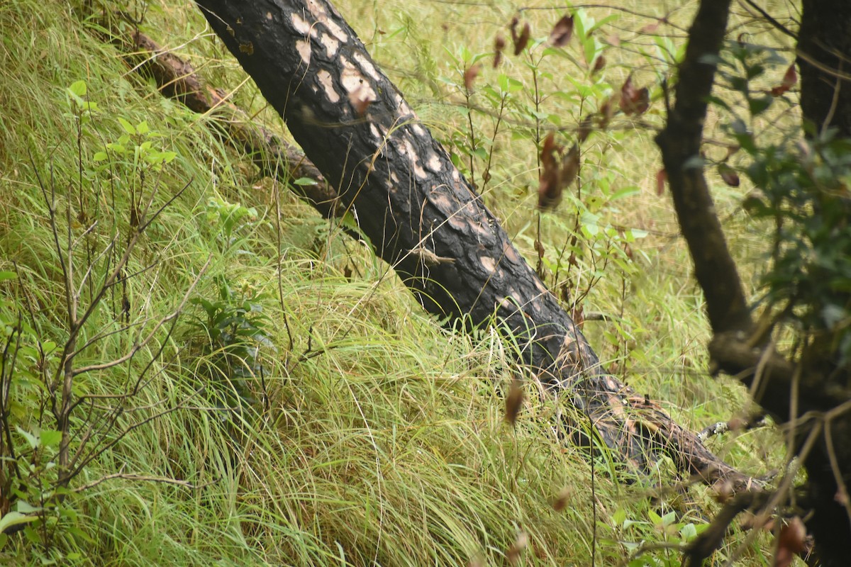 Bar-tailed Treecreeper - ML643497059