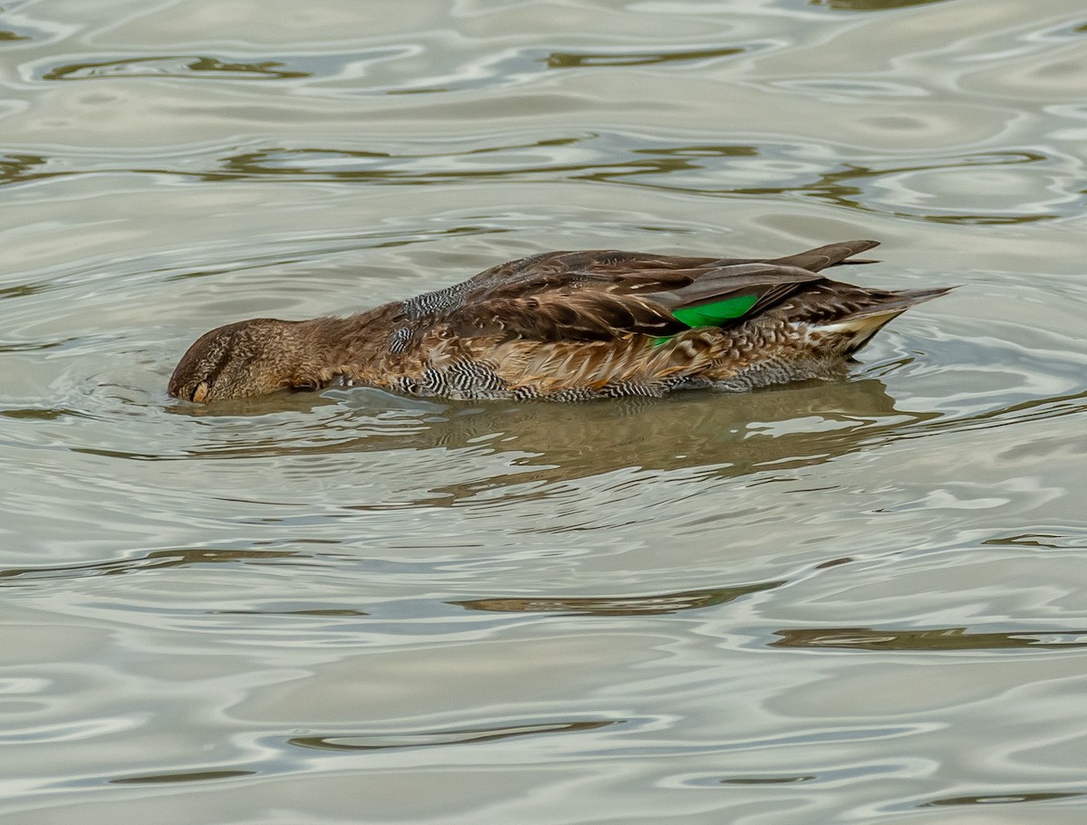 Green-winged Teal - ML643497065