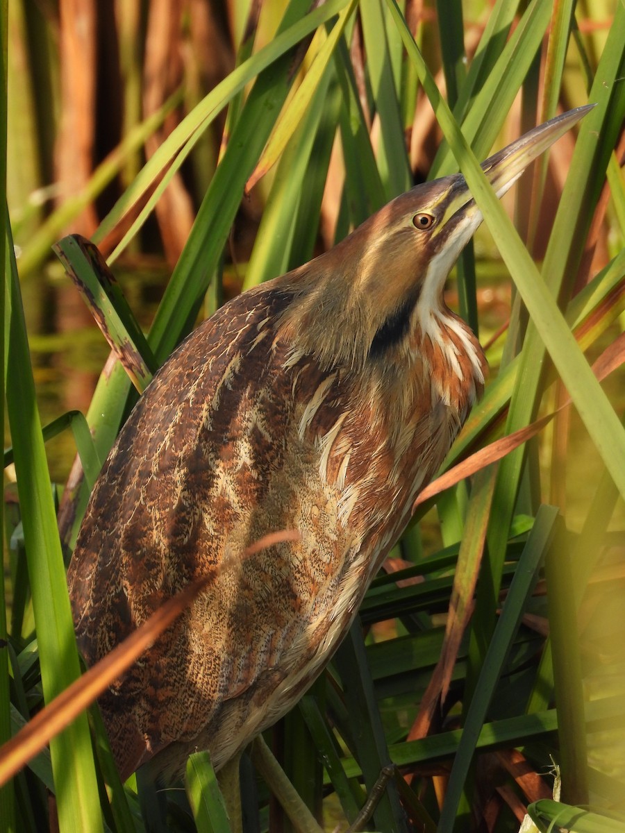 American Bittern - ML643497070