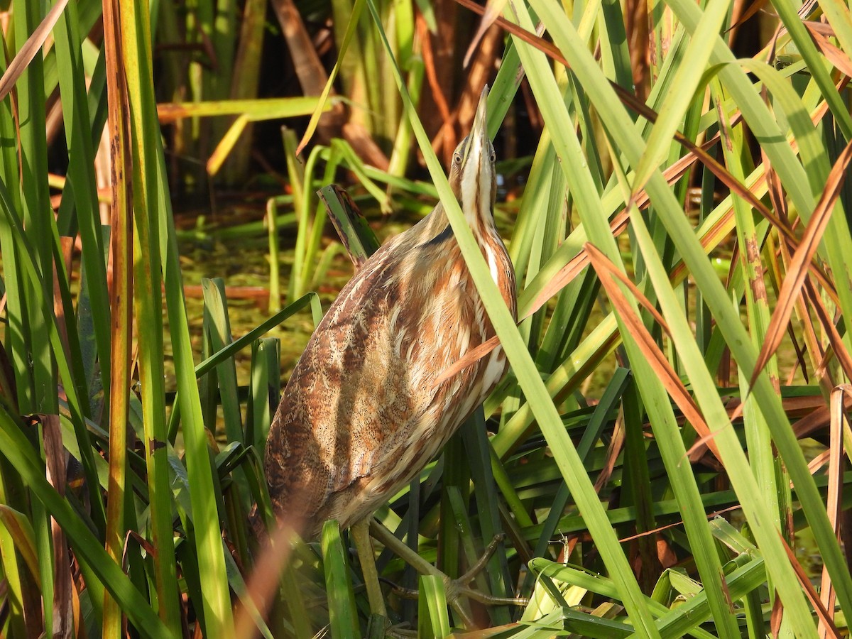 American Bittern - ML643497075