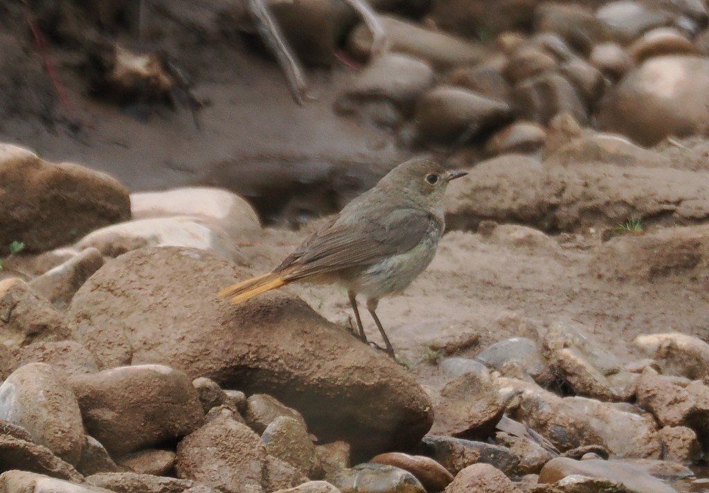 Hodgson's Redstart - ML643497077