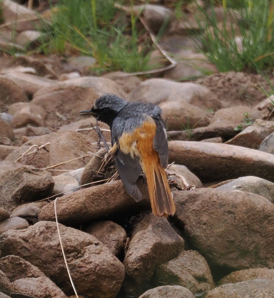 Hodgson's Redstart - ML643497078
