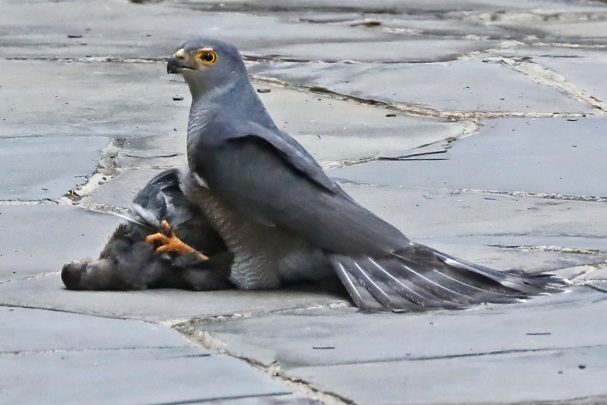 African Goshawk - ML643497081