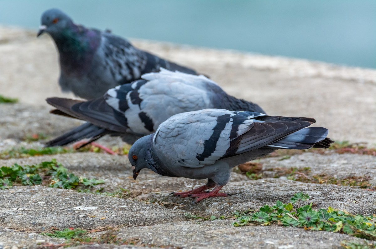 Rock Pigeon (Feral Pigeon) - ML643497085