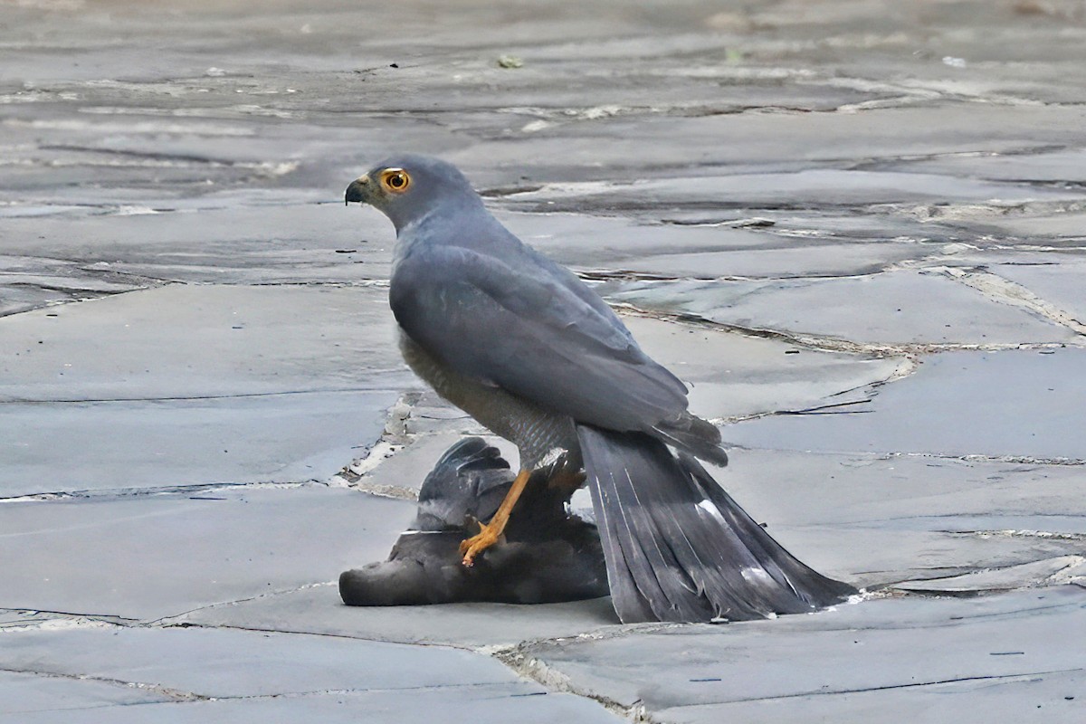 African Goshawk - ML643497093