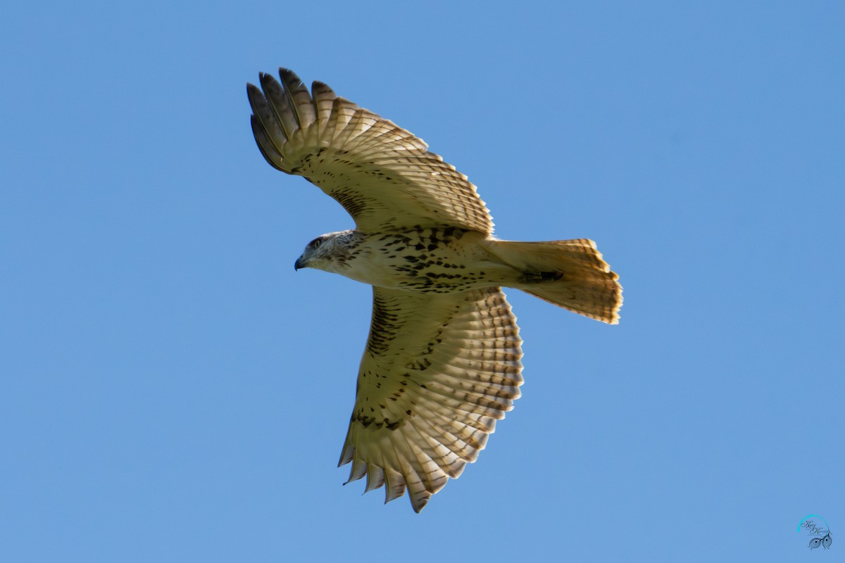 Red-tailed Hawk - ML643497095