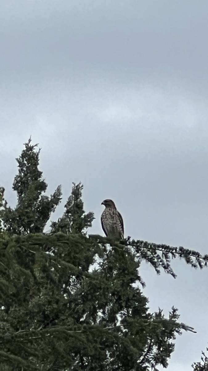 Red-tailed Hawk - ML643497096