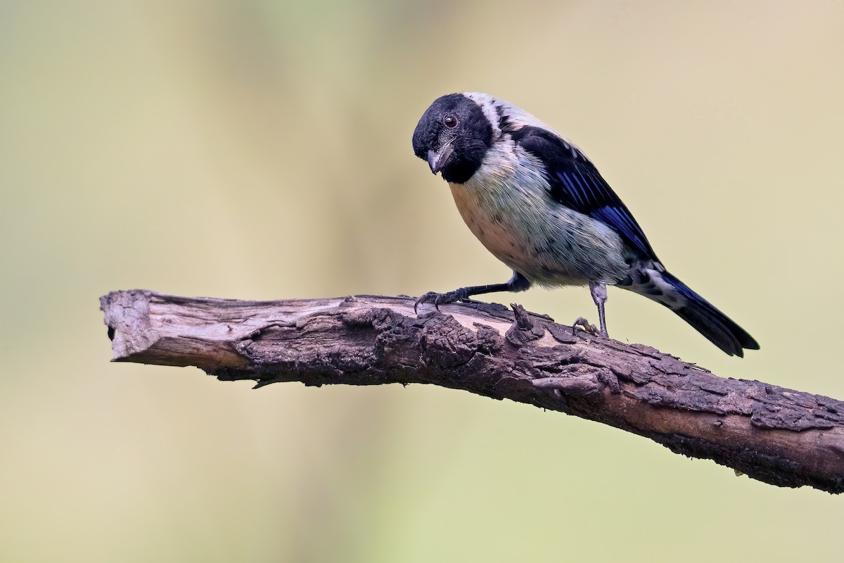 Black-headed Tanager - ML643497098