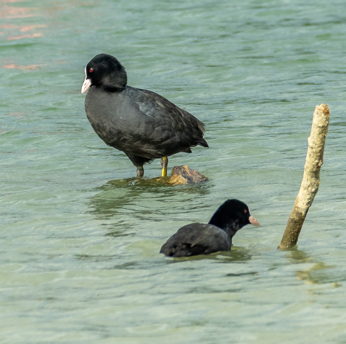 Eurasian Coot - ML643497119