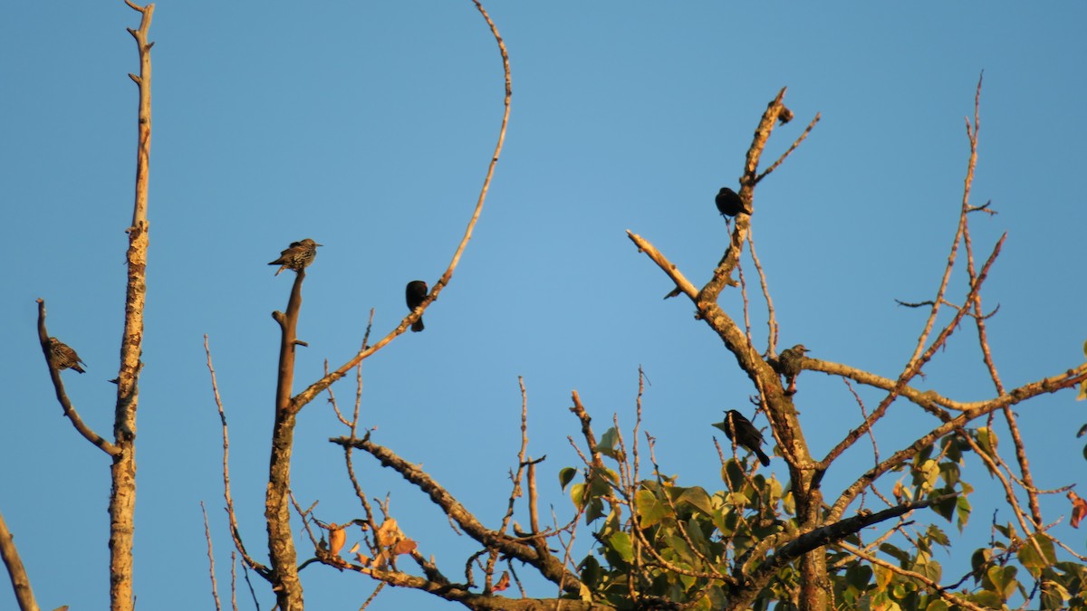 European Starling - ML643497148
