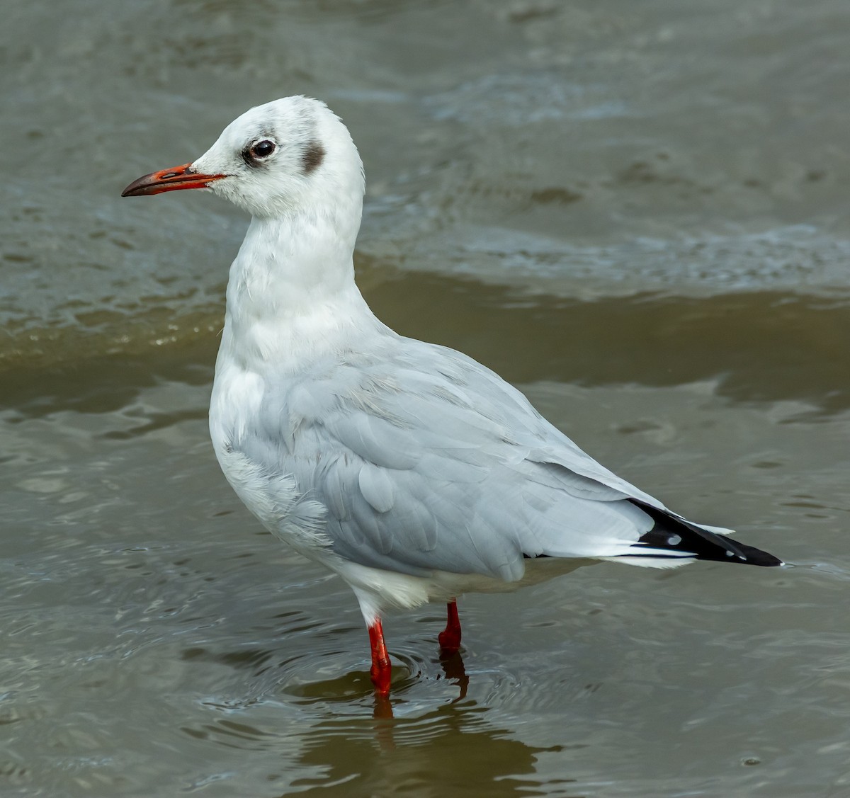 Black-headed Gull - ML643497159