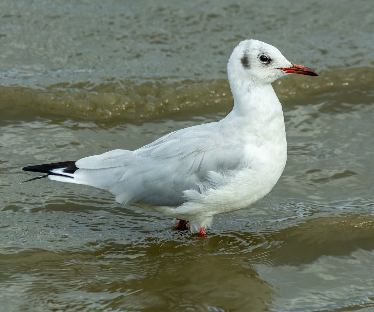 Black-headed Gull - ML643497161