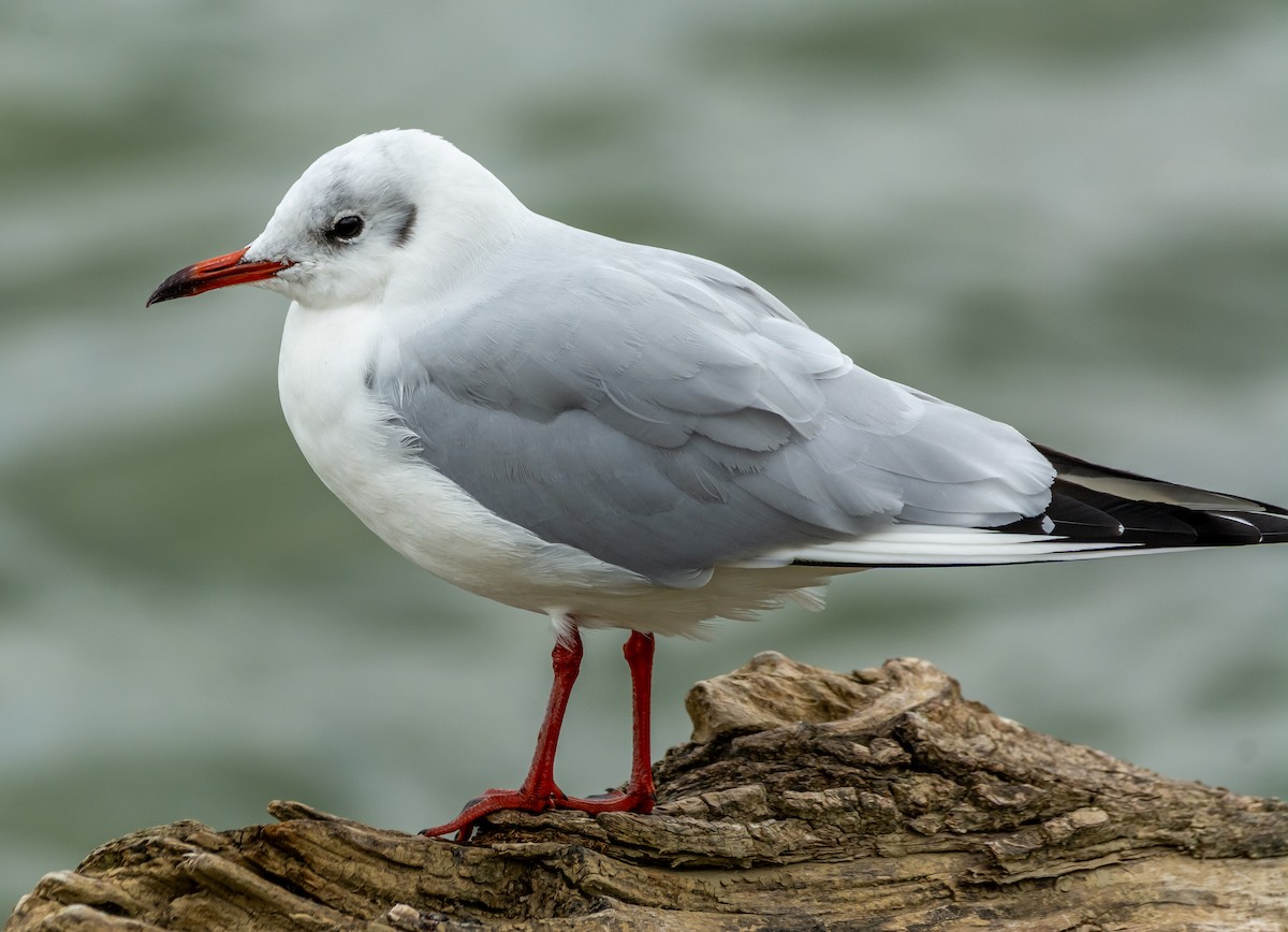 Black-headed Gull - ML643497164